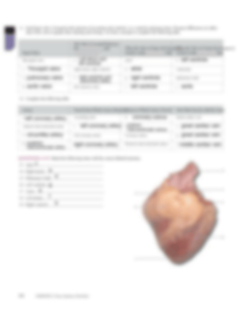 review sheet- heart (1).pdf_dqzqk4n8hc0_page2