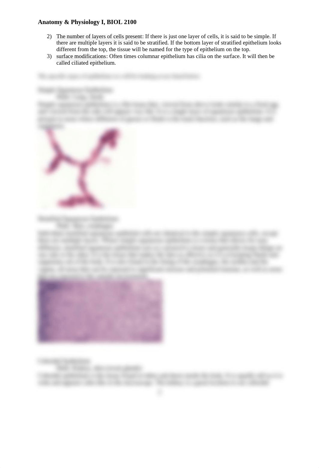 Chapter 4 Histology Lab.doc_dr06d83citc_page2