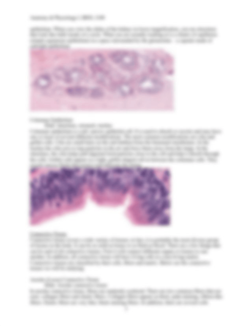 Chapter 4 Histology Lab.doc_dr06d83citc_page3