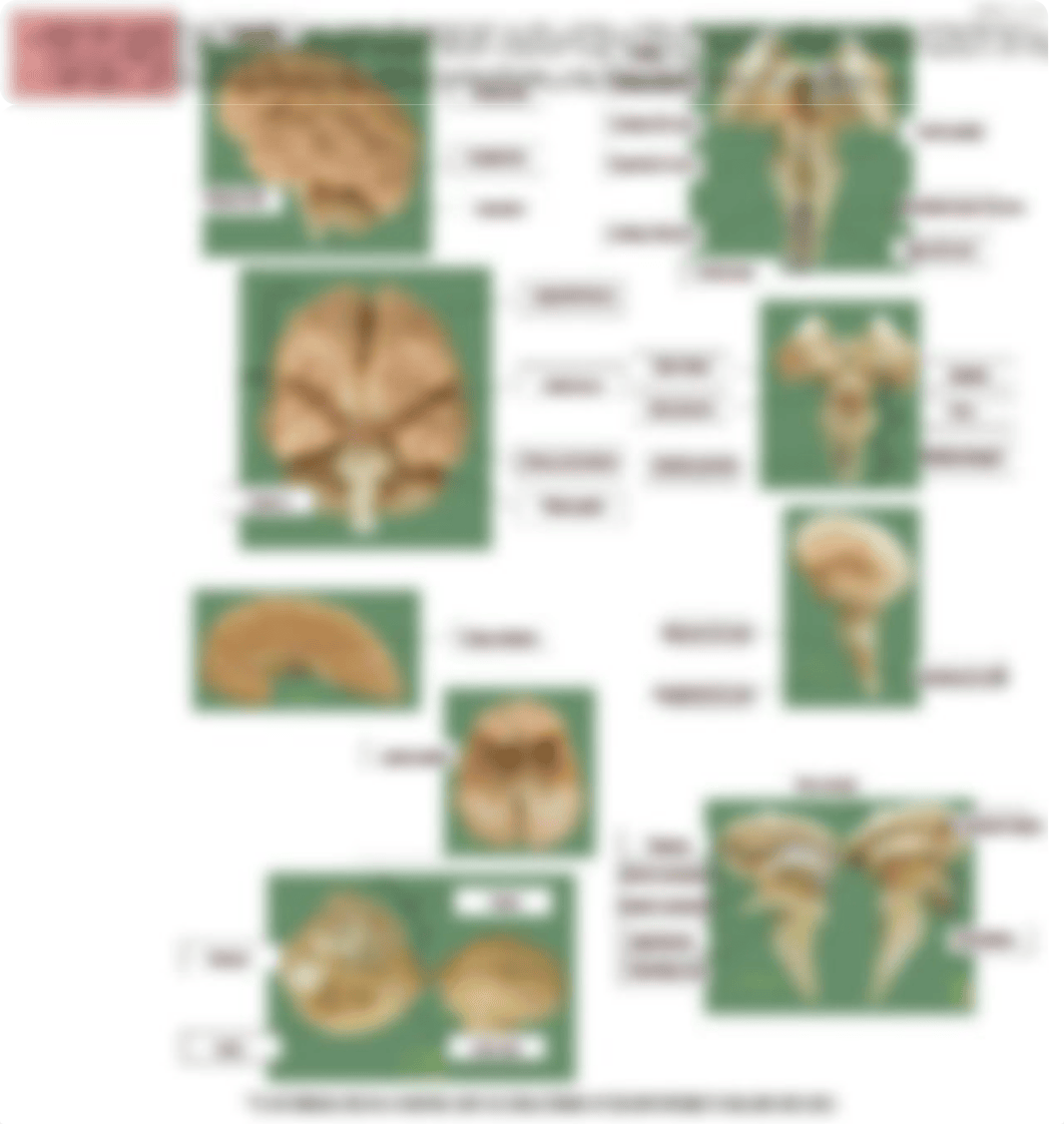 Week1_EndocrineAnatomy_HMokulehua.pdf_dr0jfg52qyt_page3