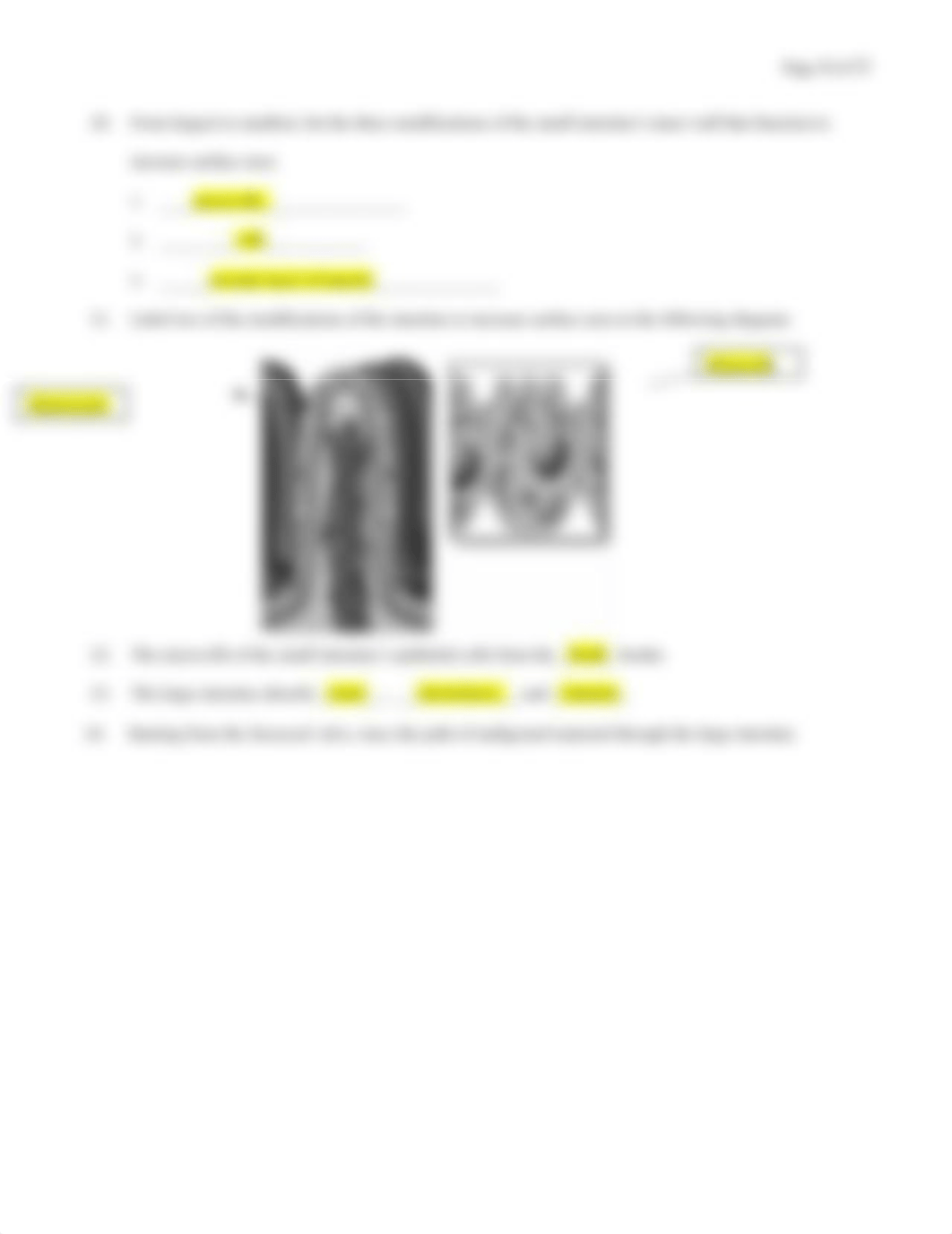 Digestive System Worksheets.docx_dr0kew2t6o2_page4