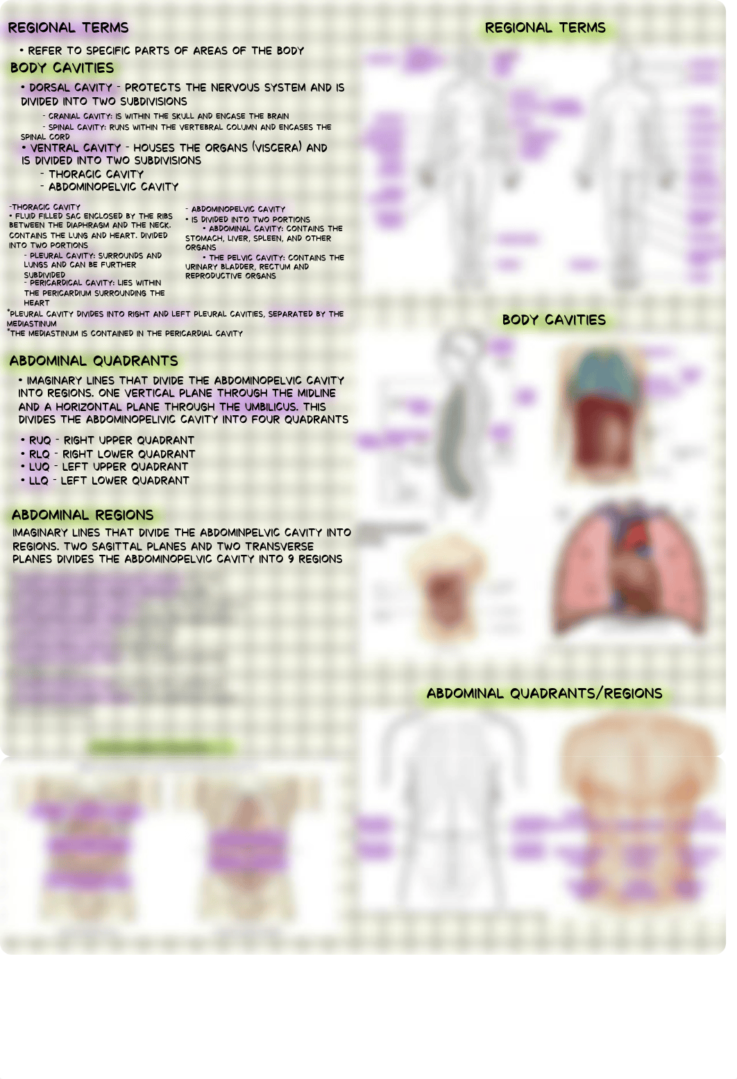 Cross Sectional Anatomy .pdf_dr10r763df7_page2