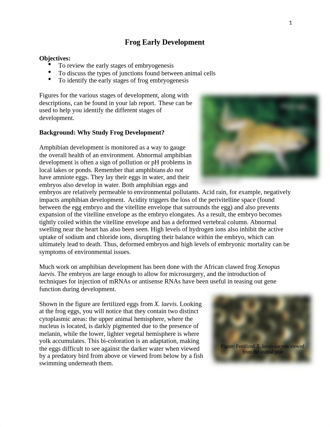 5 Frog Early Development.docx_dr1dhd2fqne_page1