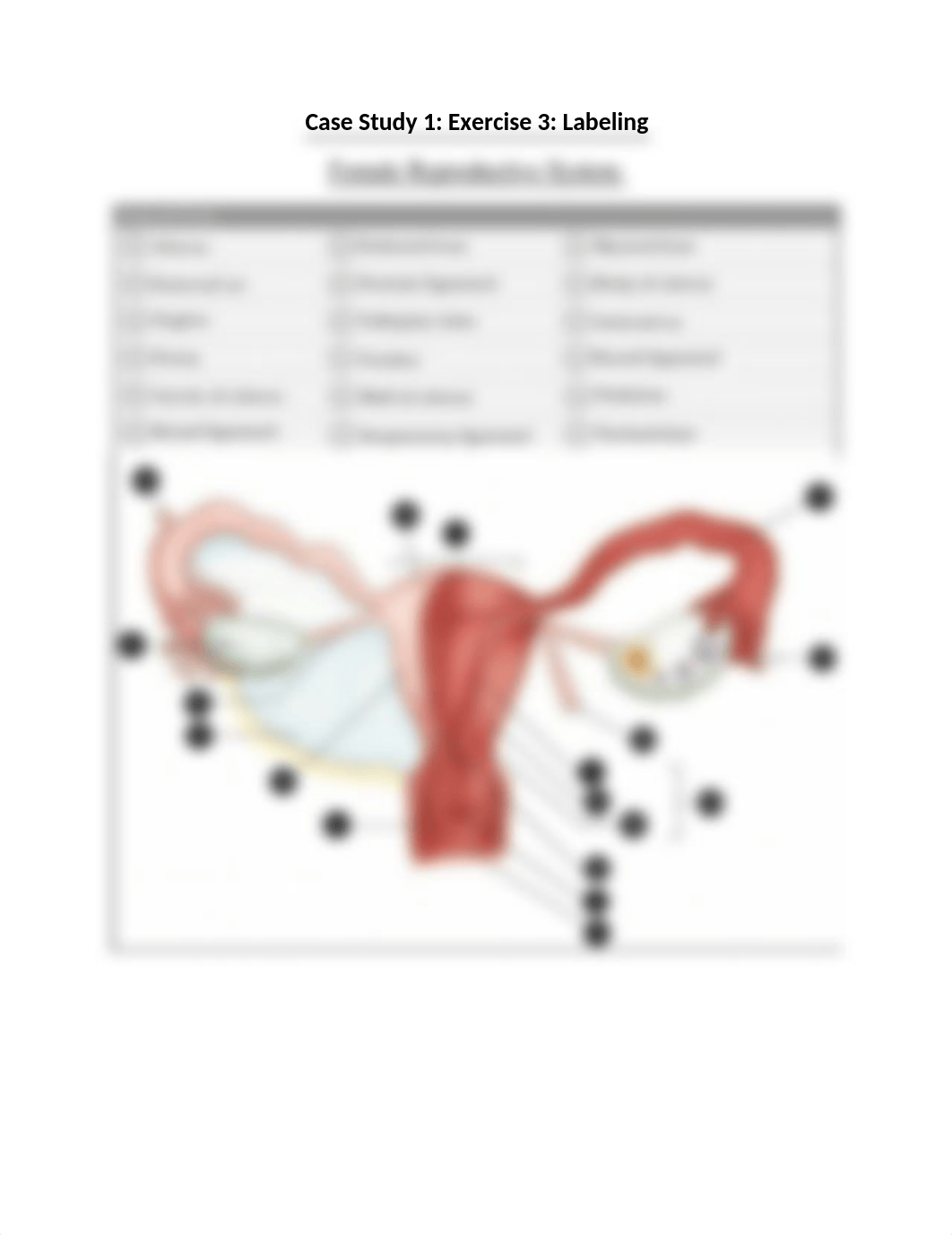 Case Study 1 - Exercise 3 - Labeling - Female Reproductive System.docx_dr2vhuo1mul_page1