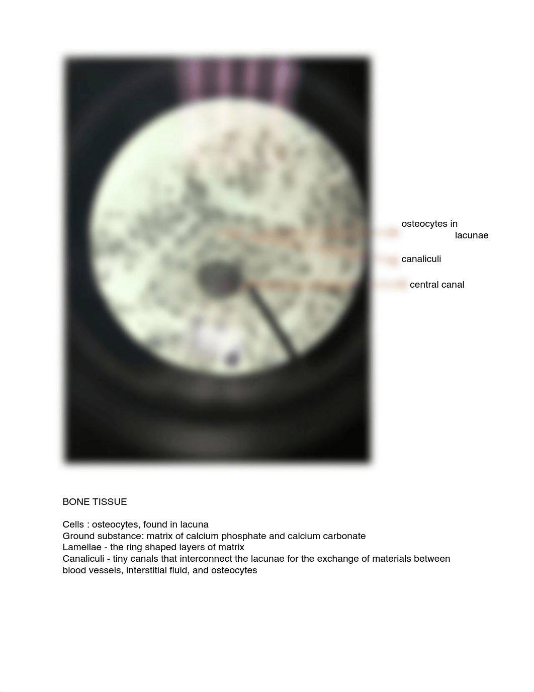 BIOL243L Reviewer Tissue.pdf_dr3cshc5uig_page2