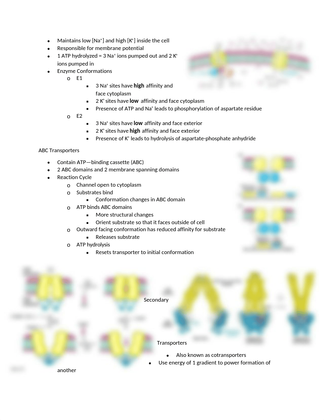 Biochem exam 3 study guide (1).docx_dr3dtkotn04_page4