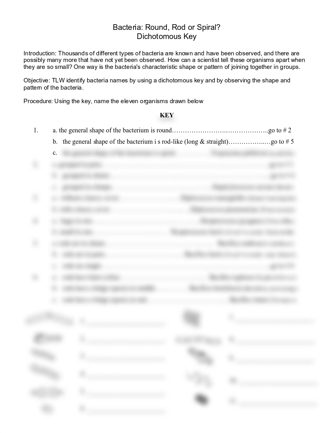 Bacteria dichotomous key.pdf_dr3x0jjdber_page1