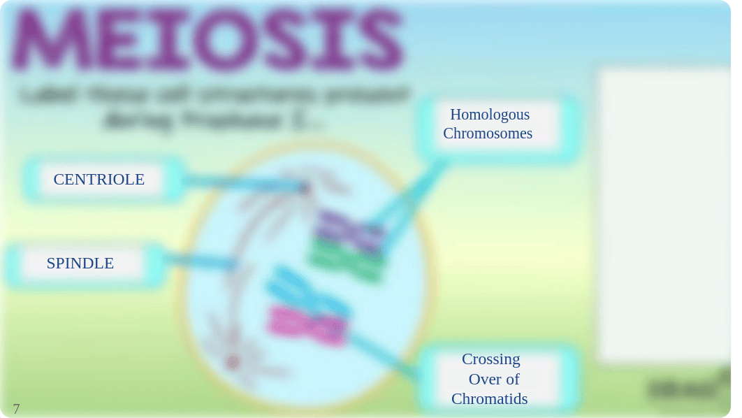 Meiosis + Mitosis - Bio 1.pdf_dr44bl3ntu9_page5