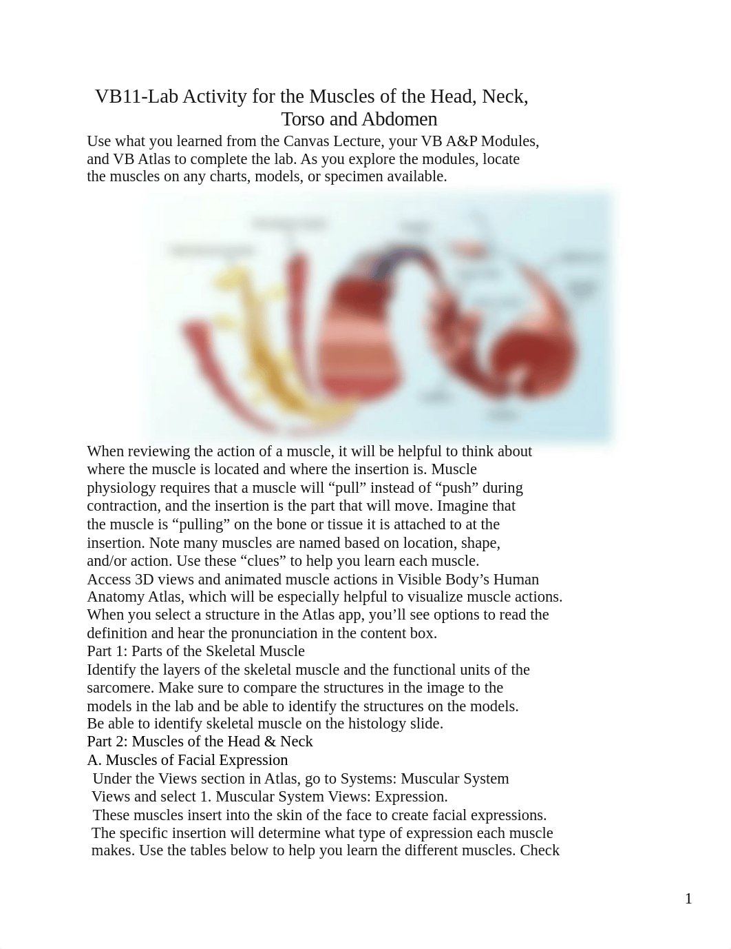 2023 ZOOL 2011.17 VB11 Lab Activity - Skeletal Muscles Part 1.doc_dr45aujr1uz_page1