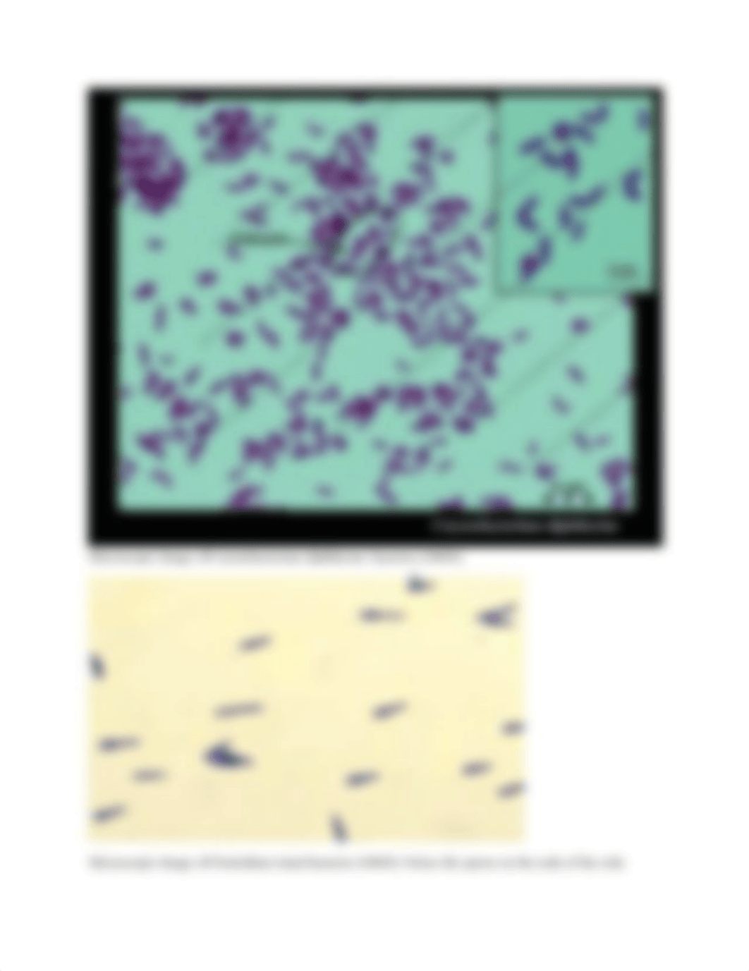 Week 1 Lab Manual Information (1).docx_dr4m0in9fv9_page2