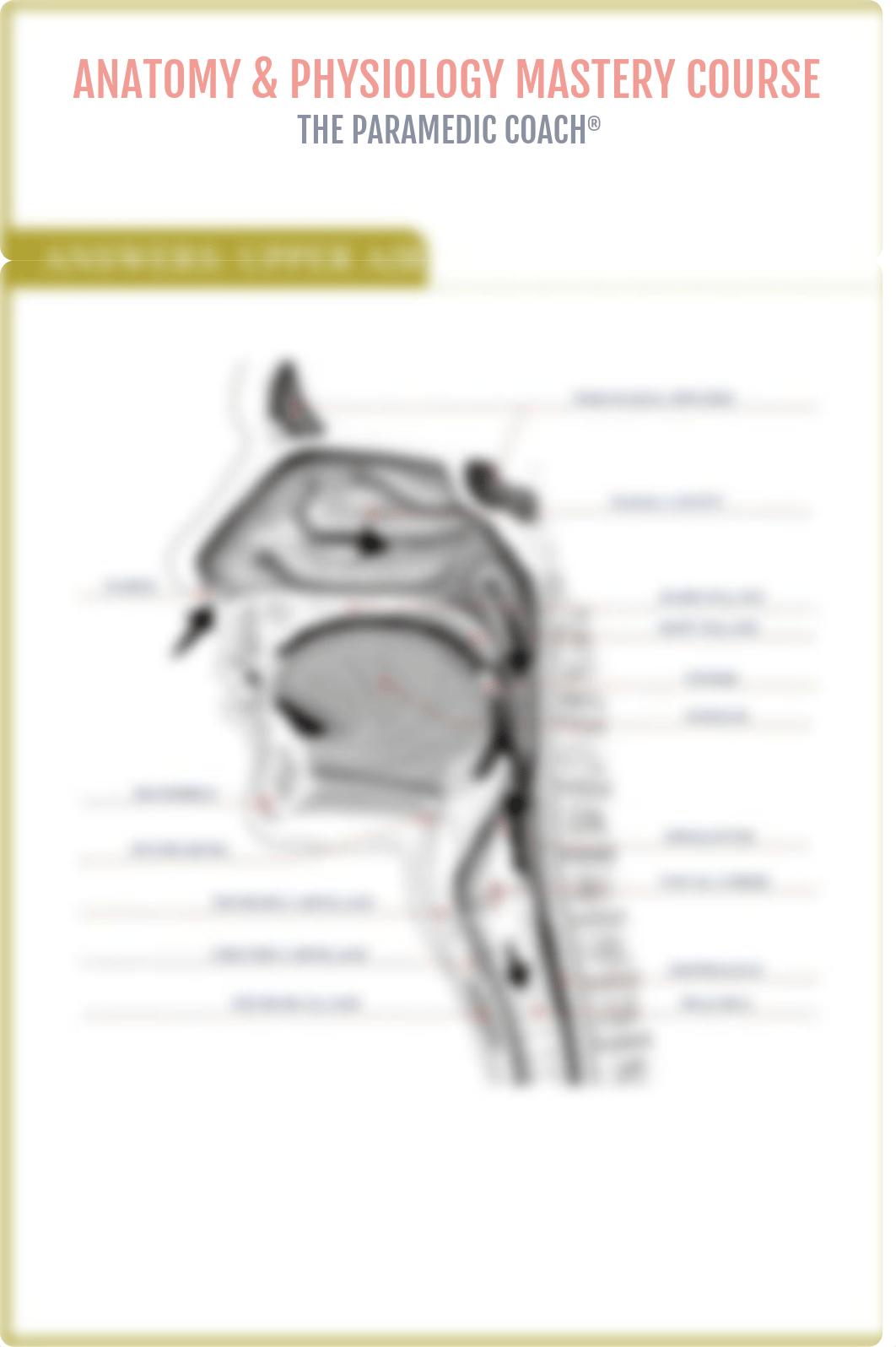 ParamedicCoach_Upper_Lower-Airway_WKST.pdf_dr4ucg2abxr_page3