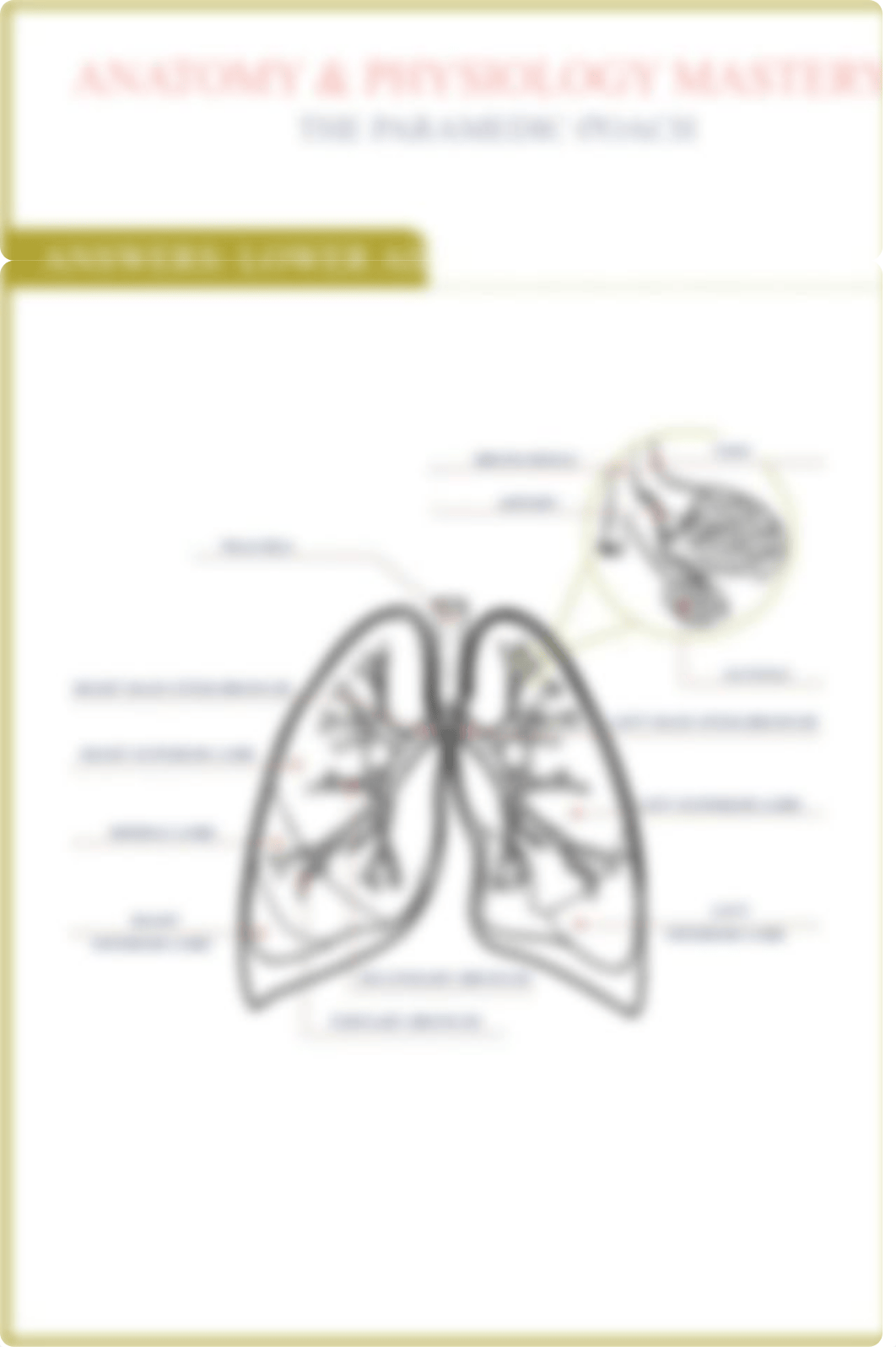 ParamedicCoach_Upper_Lower-Airway_WKST.pdf_dr4ucg2abxr_page4