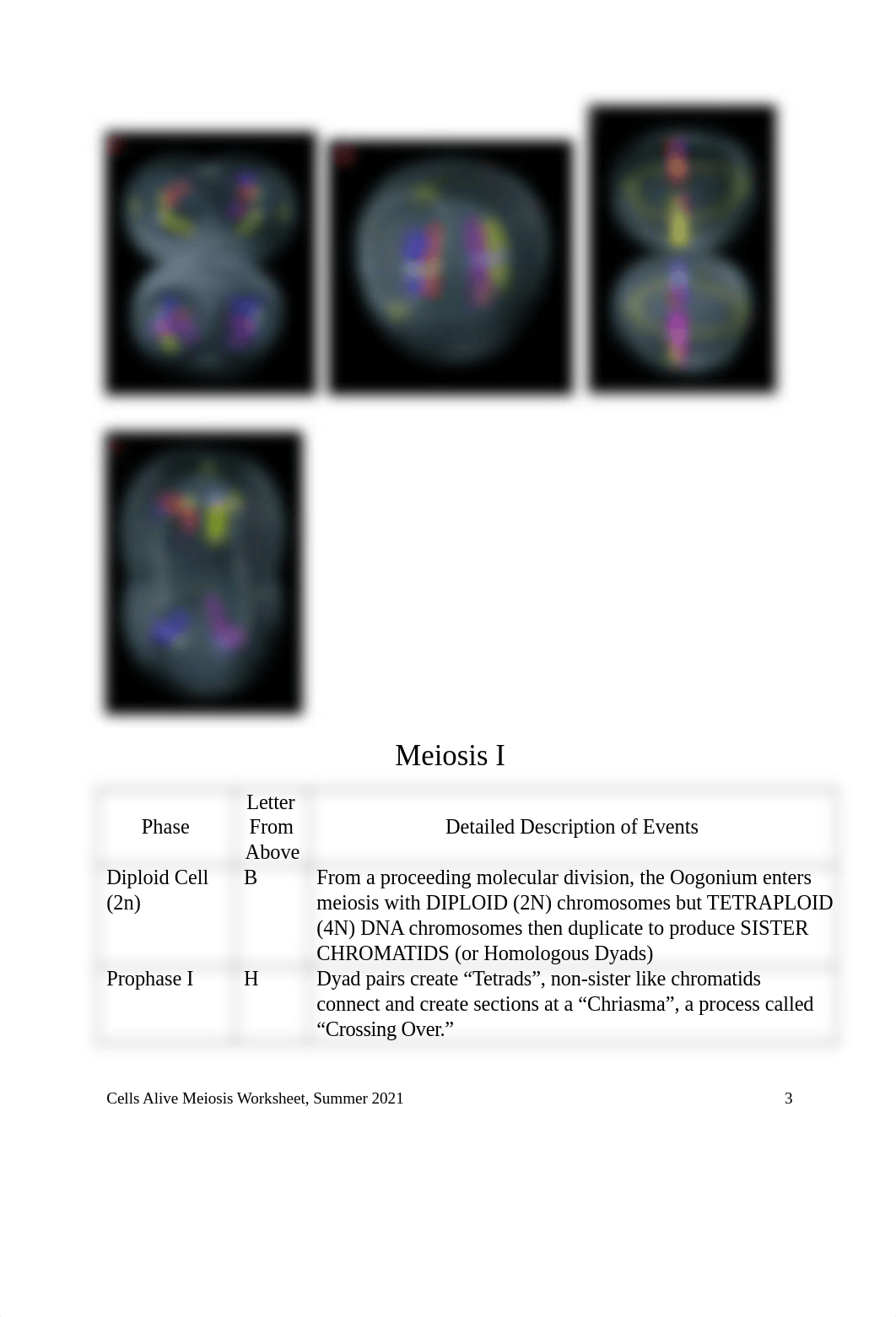 Cells Alive Meiosis Worksheet.odt_dr6jtaz6h9y_page3