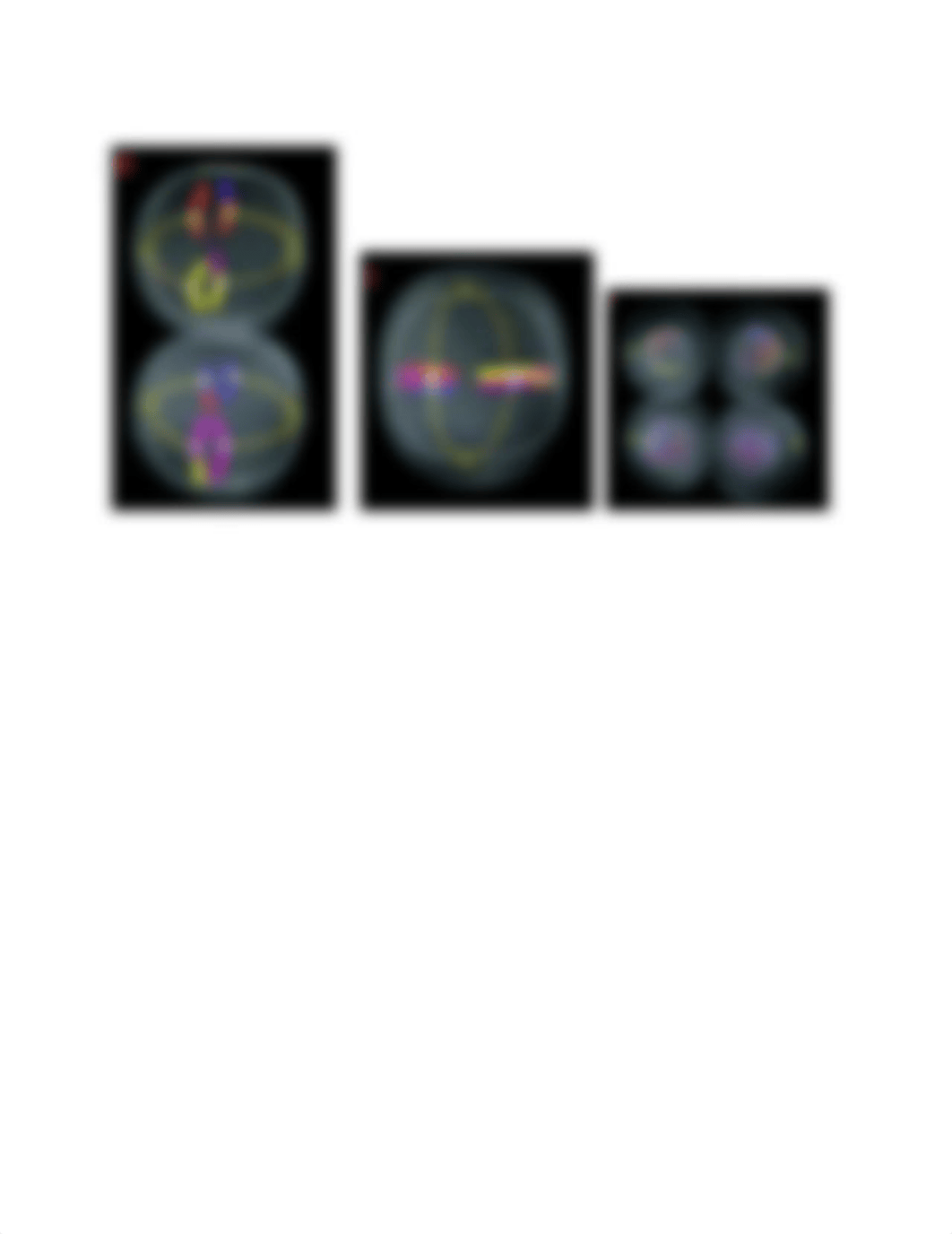 Cells Alive Meiosis Worksheet.odt_dr6jtaz6h9y_page2