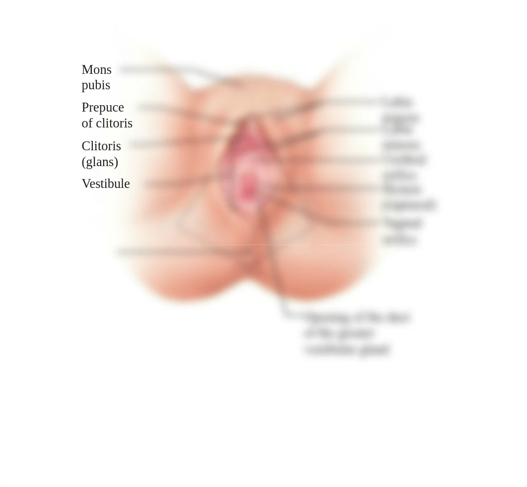 lab 4 reproductive system.pptx_dr6n5u2zv9y_page3