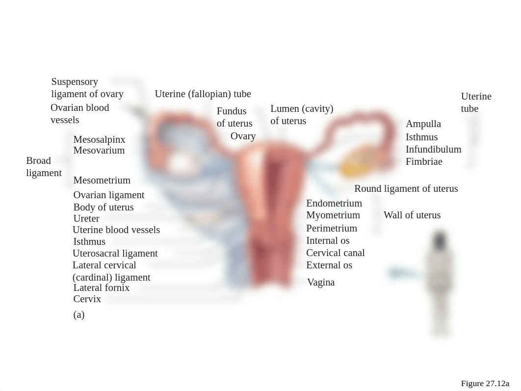 lab 4 reproductive system.pptx_dr6n5u2zv9y_page1