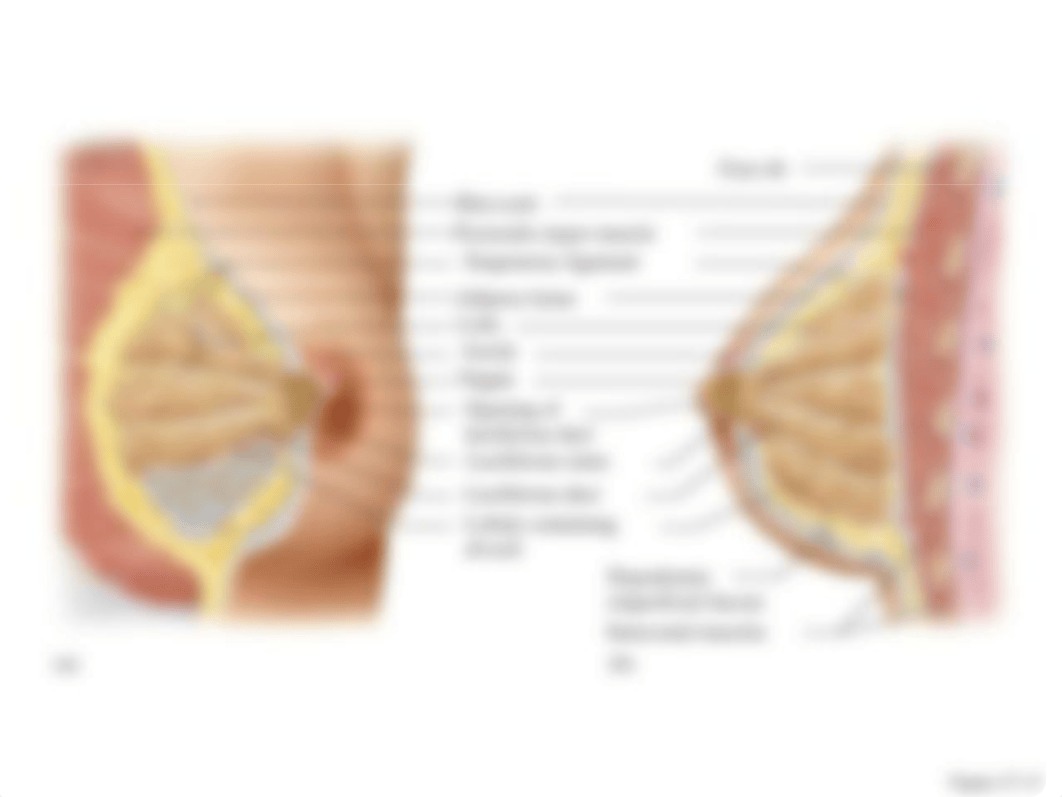 lab 4 reproductive system.pptx_dr6n5u2zv9y_page4