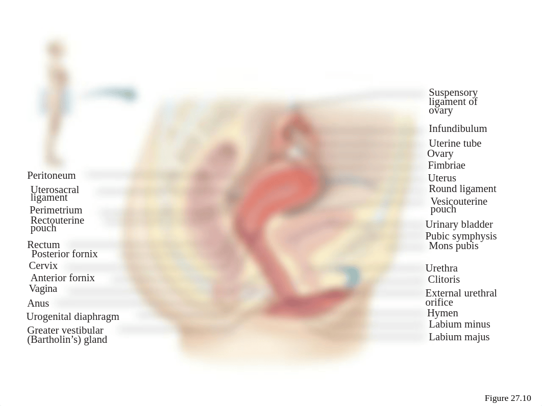 lab 4 reproductive system.pptx_dr6n5u2zv9y_page2