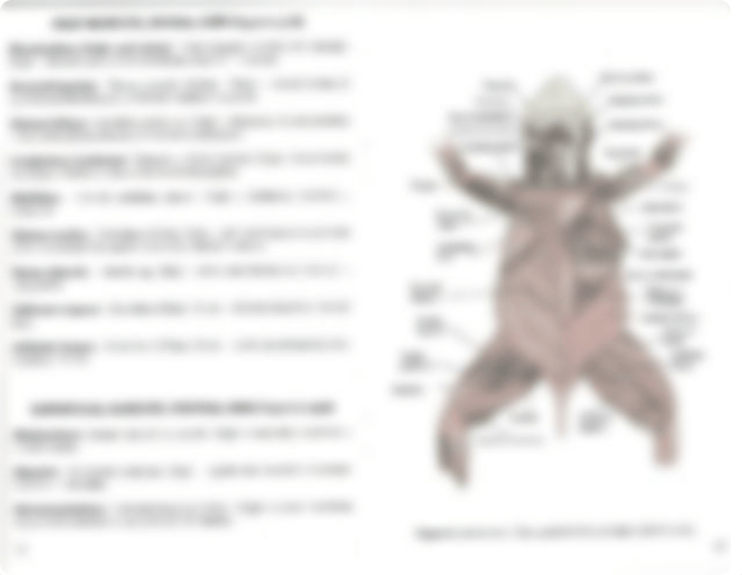 Rabbit Muscles .pdf_dr6ns4vxtln_page2