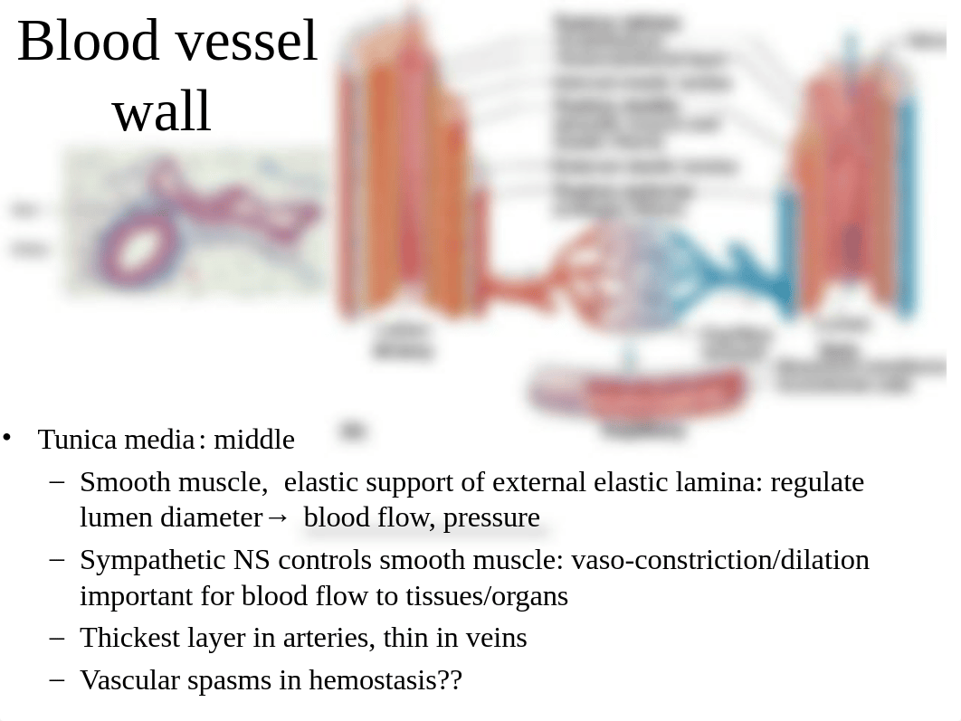 Chapter 21 Blood vessels and circulation_dr6phwbvvdy_page4