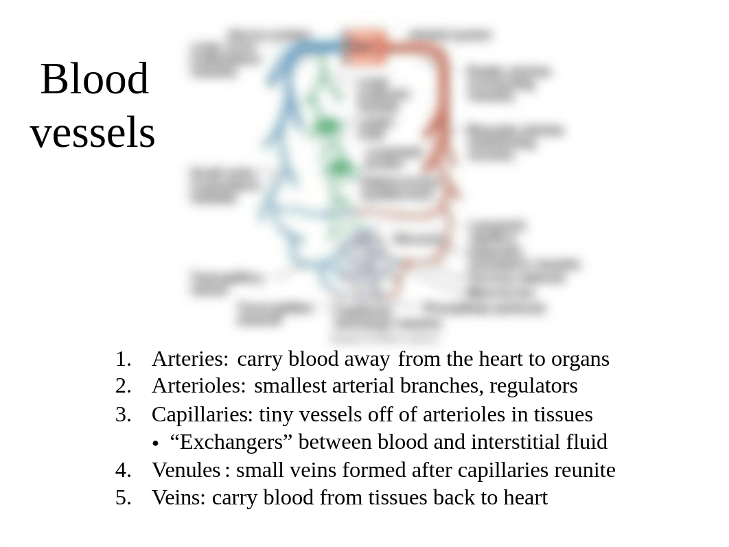 Chapter 21 Blood vessels and circulation_dr6phwbvvdy_page2