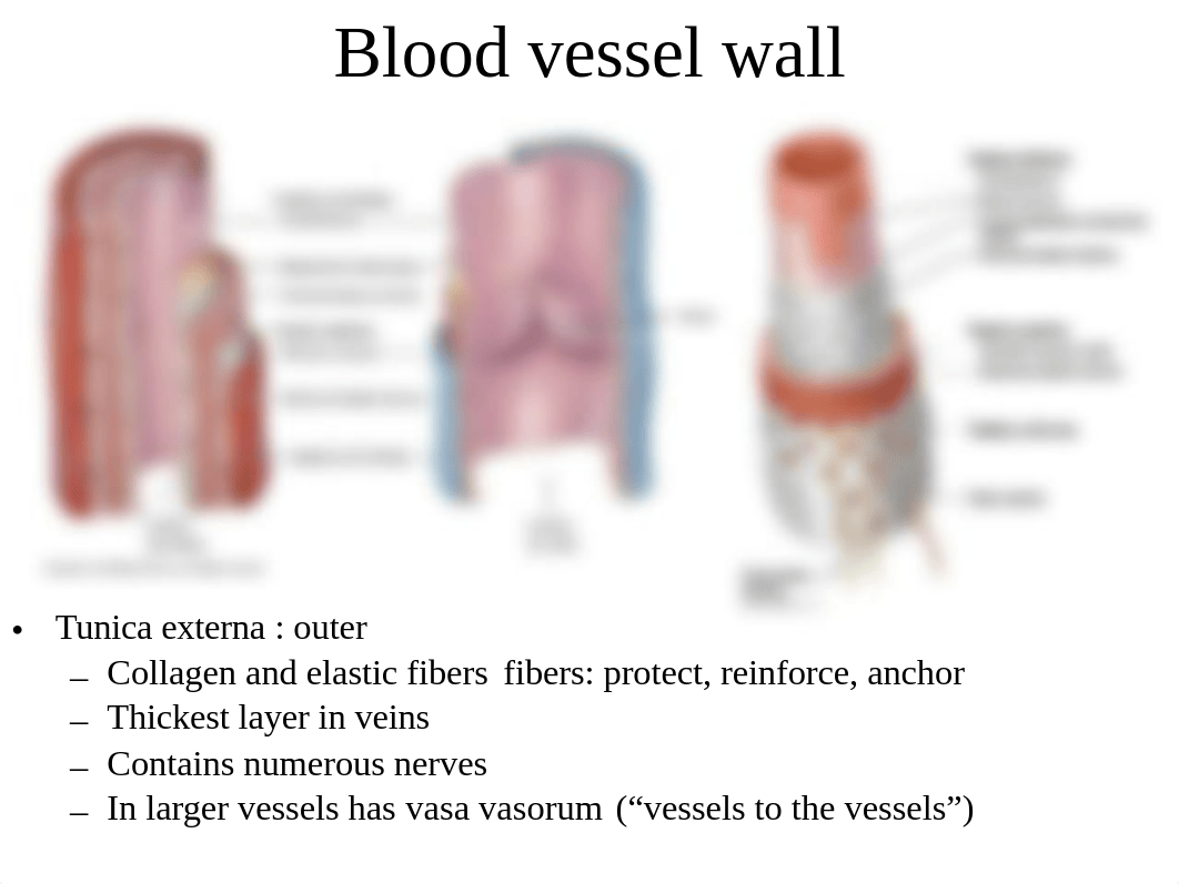 Chapter 21 Blood vessels and circulation_dr6phwbvvdy_page5