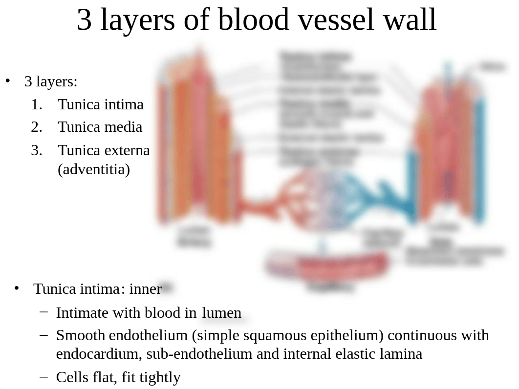 Chapter 21 Blood vessels and circulation_dr6phwbvvdy_page3