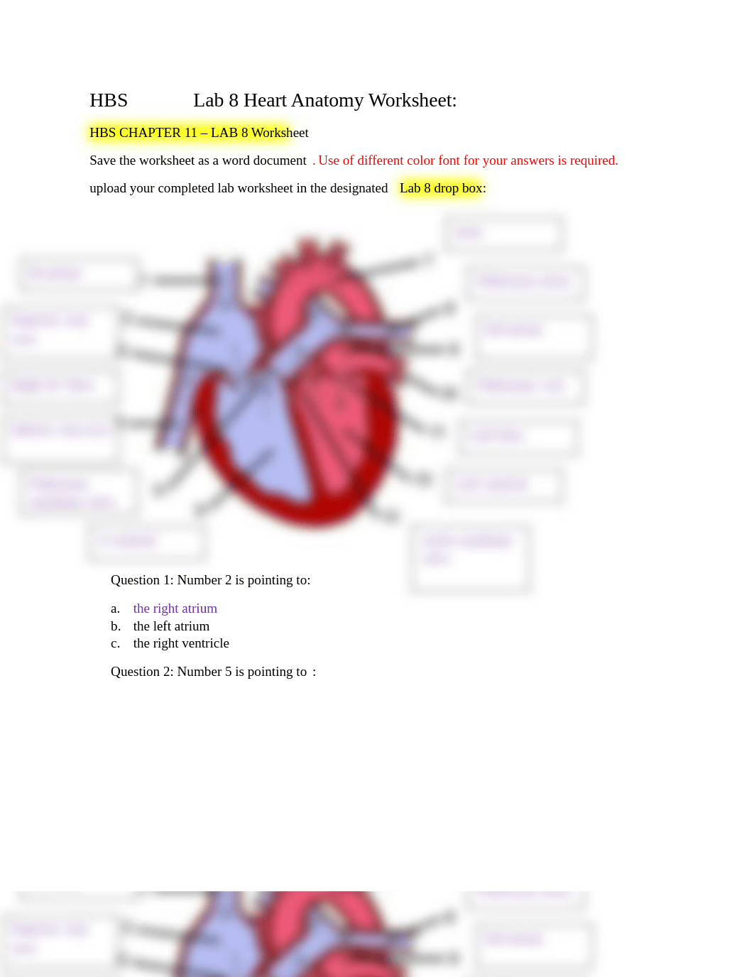 Lab+8+LABELLED+HEART+WORKSHEET+sp+21+(1).docx_dr6vy8e3eup_page2