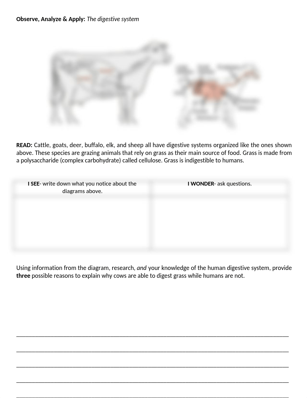 Animal vs. Human Digestion.docx_dr7esaej5zr_page1