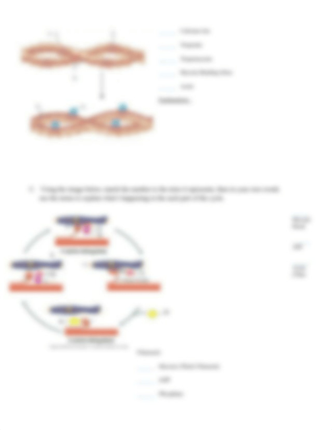 03MuscleContraction_dr7nzb4sf2o_page2