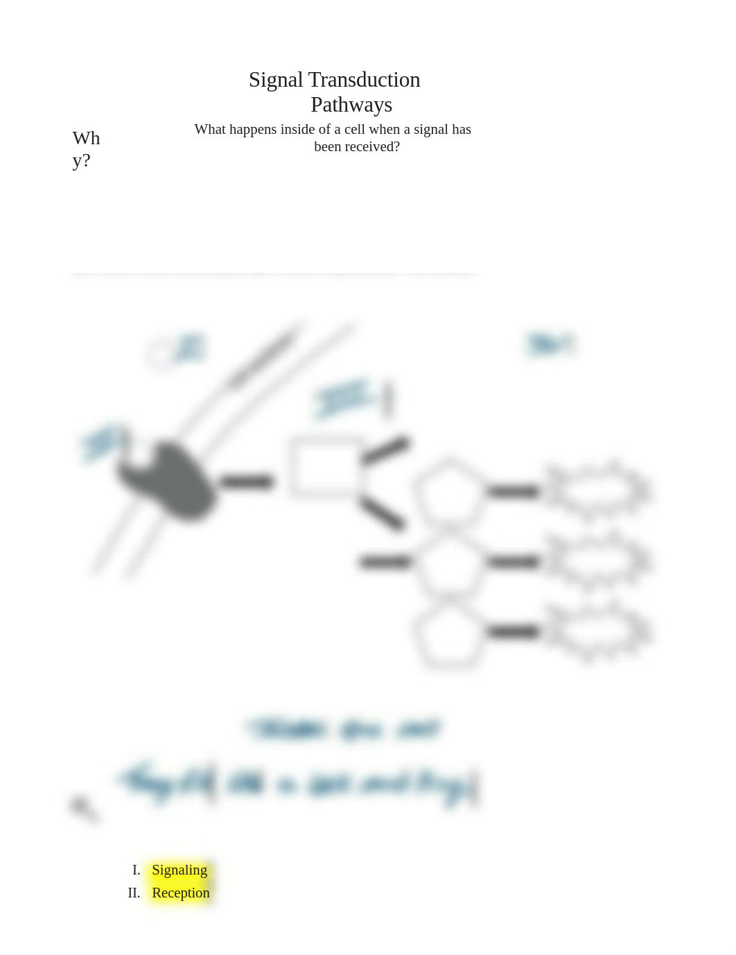 Signal Transduction Pathways Pogil.docx_dr7yylkh1pl_page1