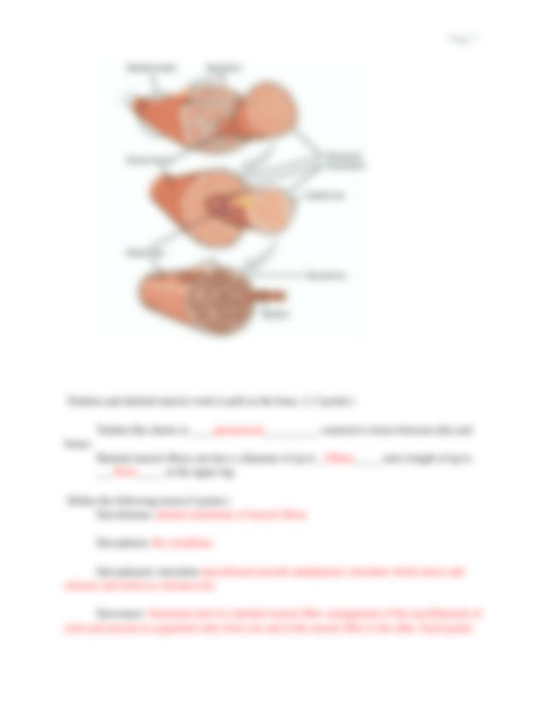 Chapter 10 Muscle tissue OPS (1).docx_dr8dnnhck8y_page3