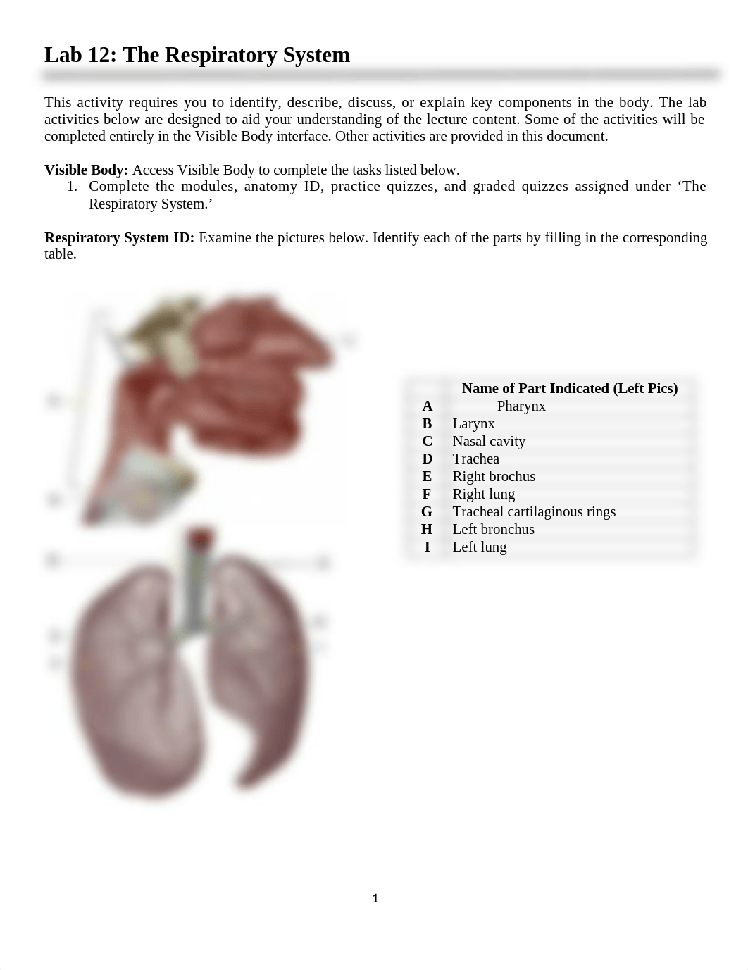 Lab 12 Respiratory System.docx_dr8vkvorroc_page1