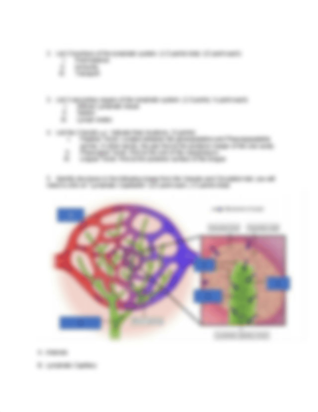 FINAL LABS_BIOS255 Labs_BIOS255 Week 4 Lymphatic system(1).docx_dr93mjihrk2_page2