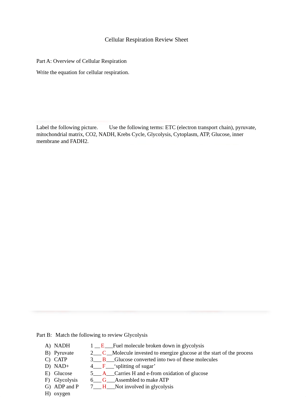 Cellular Respiration students activity mo.docx_dr94hrnwcmi_page1