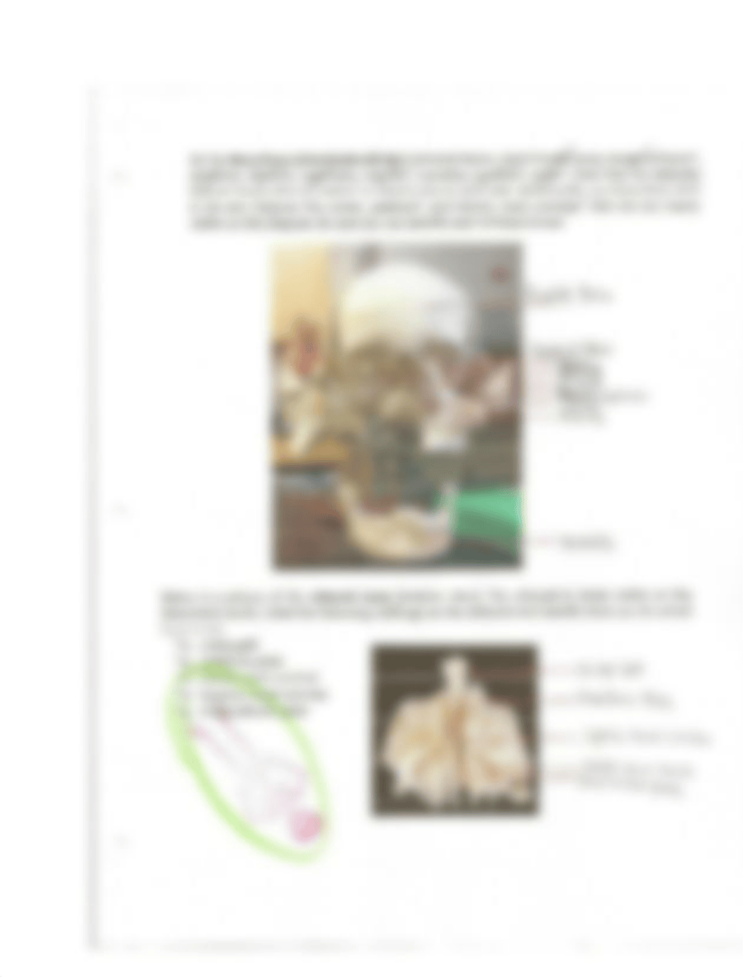 Skeletal Lab (The Skull)_dr9t0vhwkxx_page2