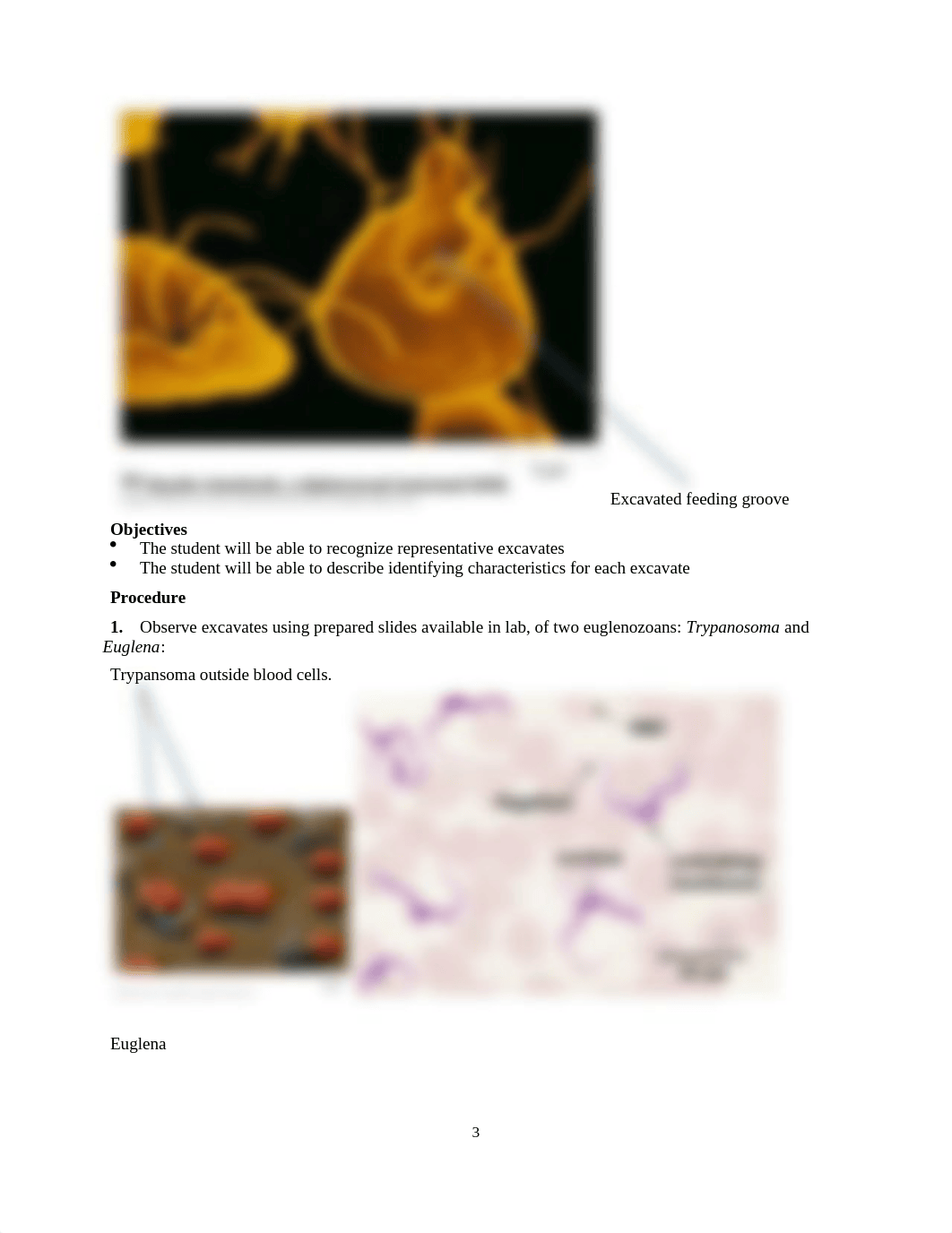 BIO 102 Lab 2 Diversity of life - Kingdom Protista Hybrid Spring 2021 (1).docx_drb0fihsahq_page3