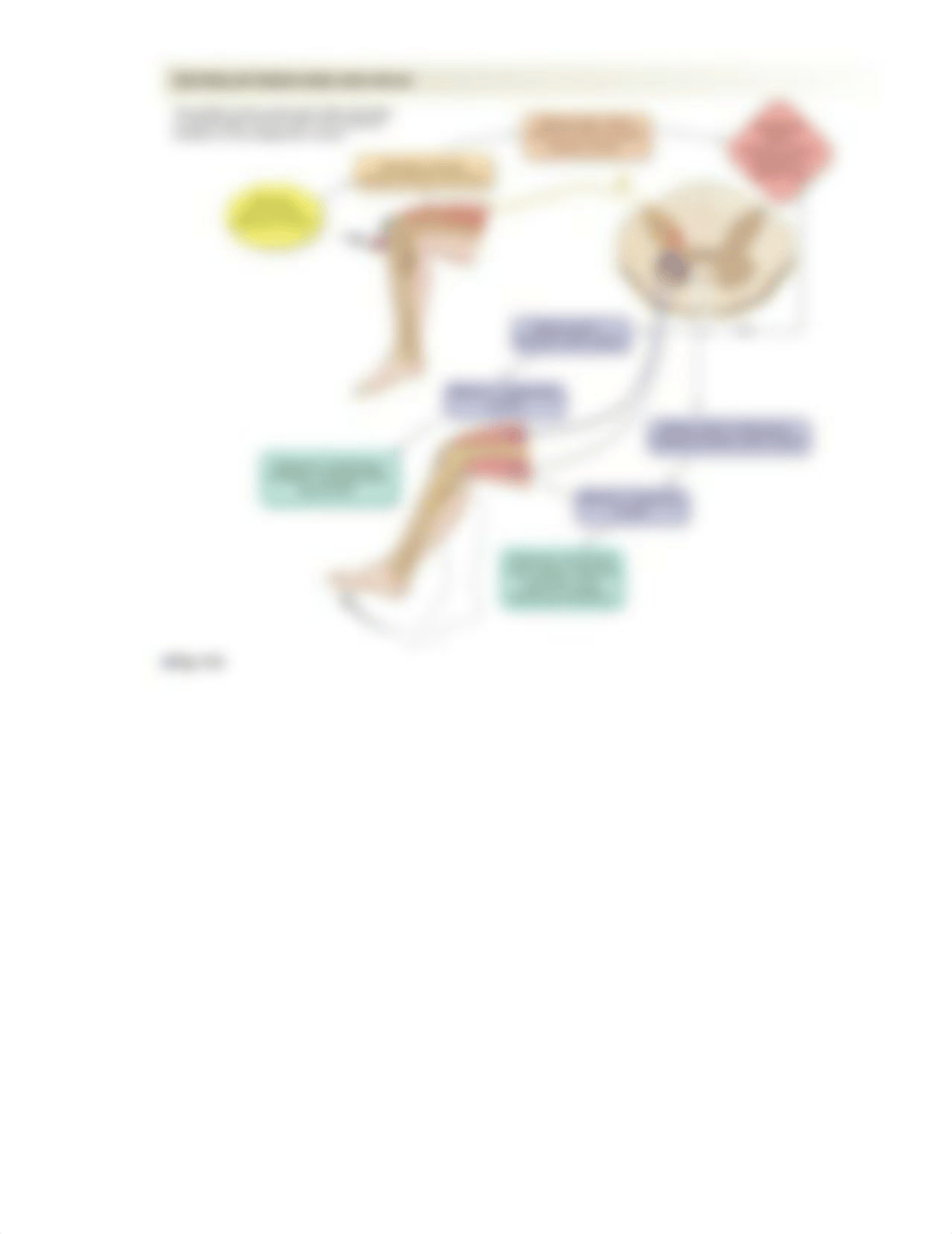 Lab 2.9 Skeletal Muscle Physiology Report.pdf_drb0qmvvosc_page4