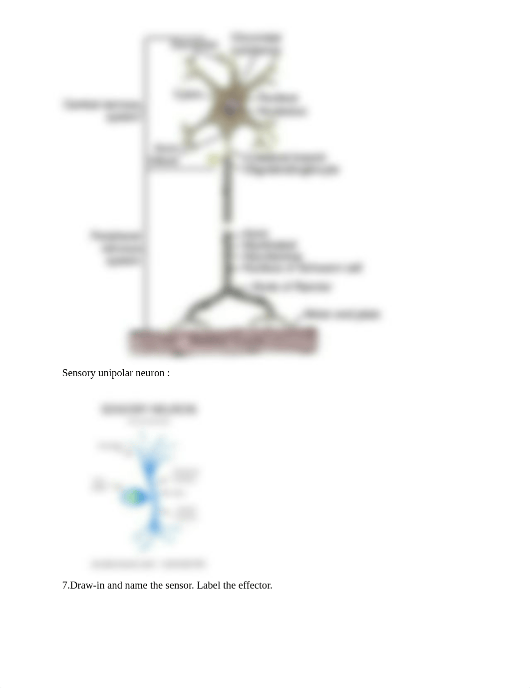 Lab 2.9 Skeletal Muscle Physiology Report.pdf_drb0qmvvosc_page3