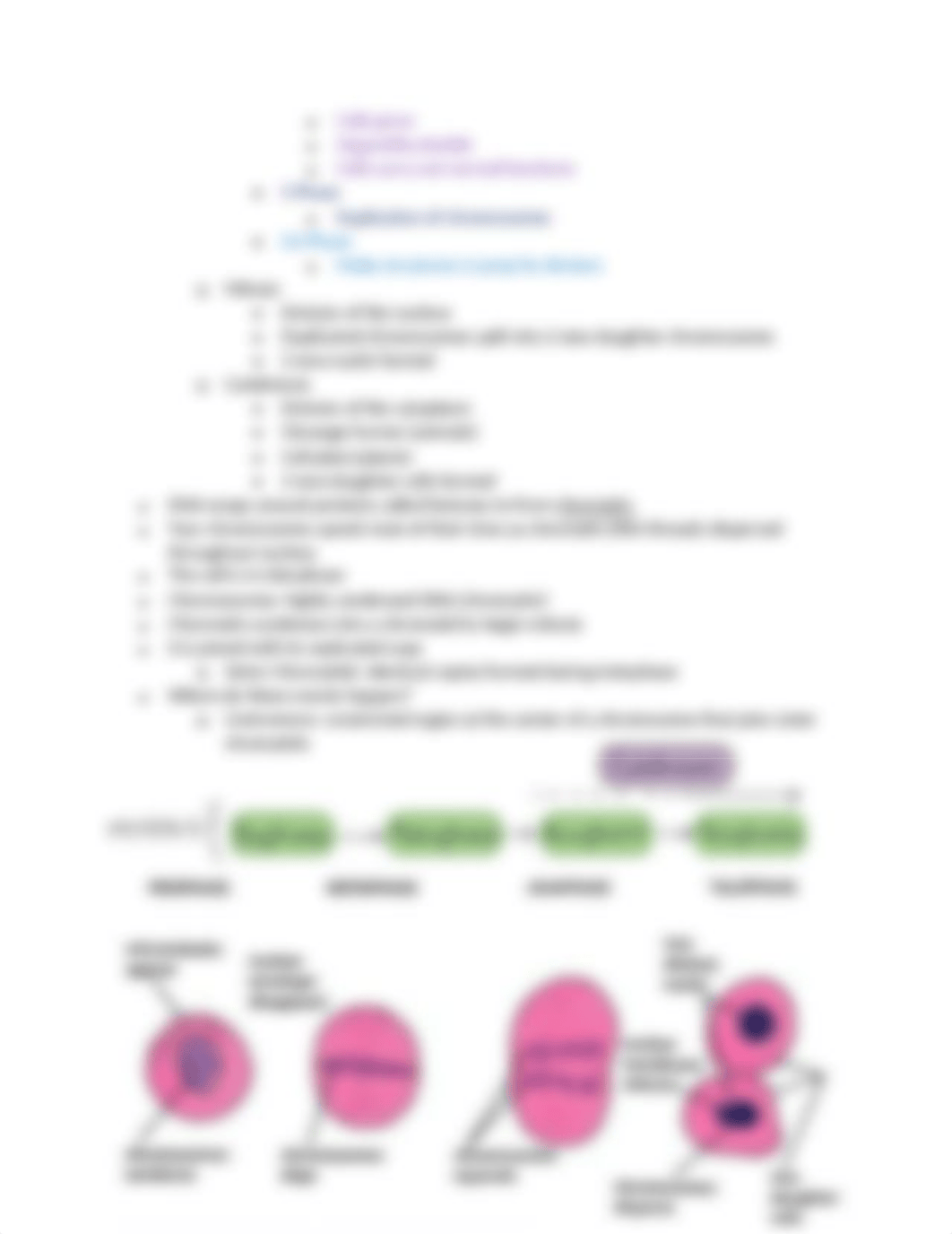 Biology Test Review, DNA.docx_drb16dfhw1w_page4