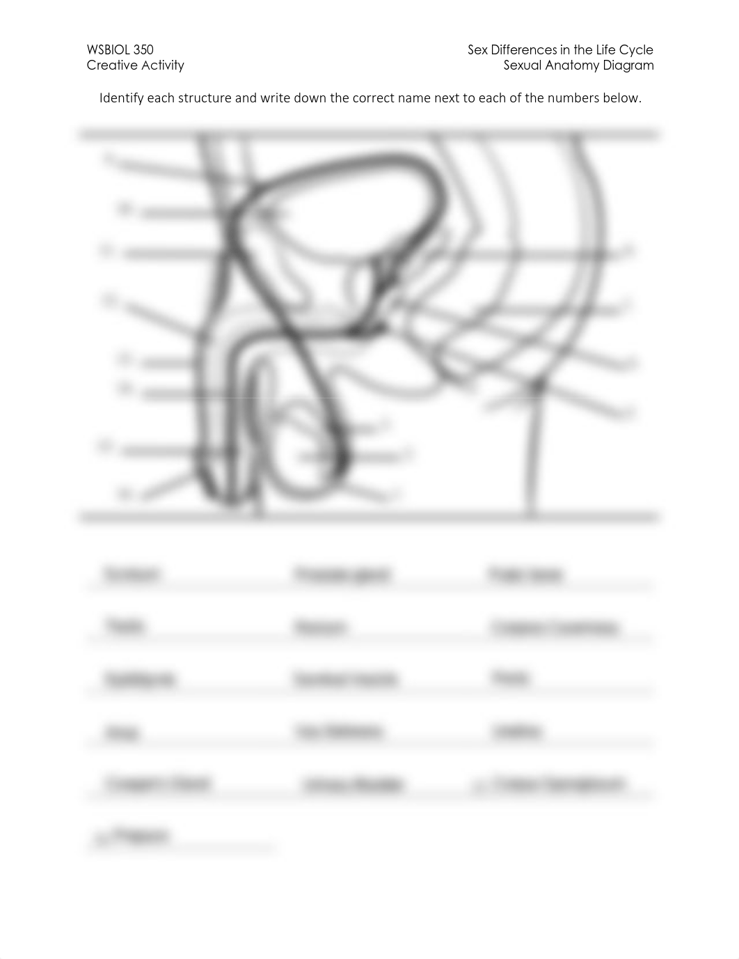 CA 4_Sexual Anatomy Diagram.pdf_drblj7s64w2_page1