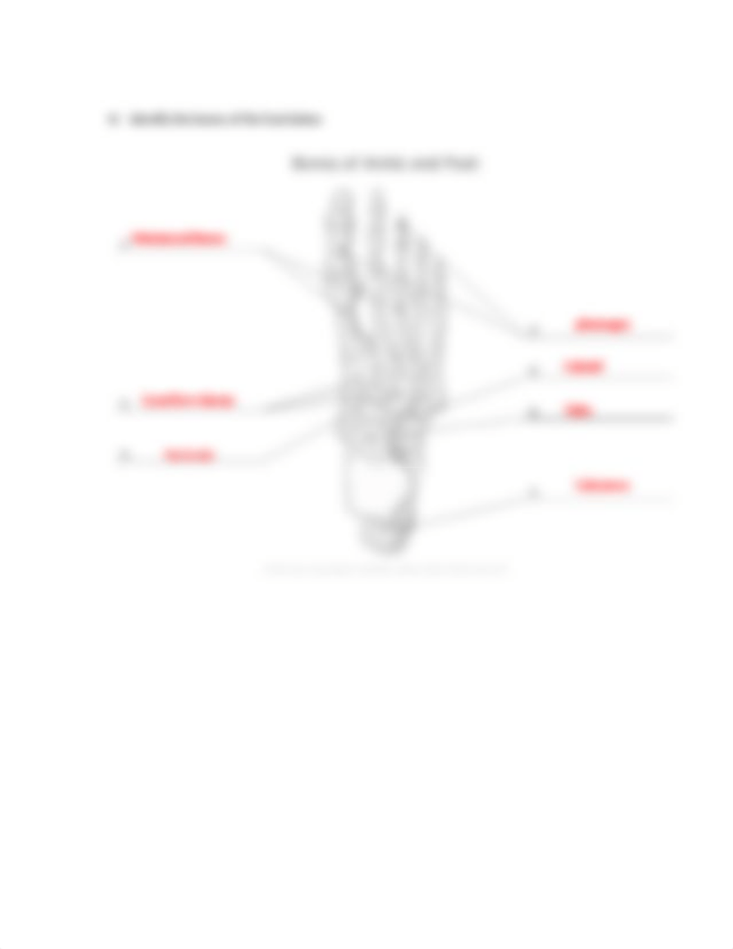 Appendicular Skeleton.docx_drbnaxg20b1_page4