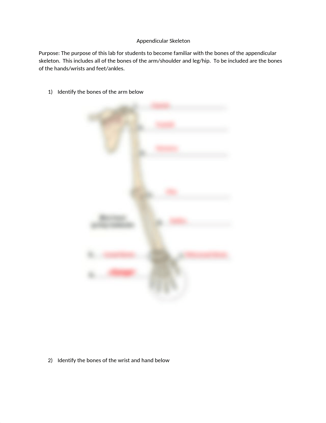 Appendicular Skeleton.docx_drbnaxg20b1_page1