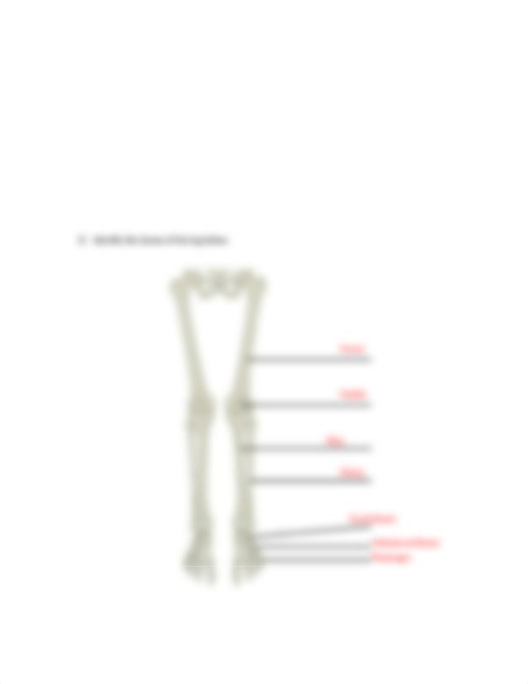 Appendicular Skeleton.docx_drbnaxg20b1_page3