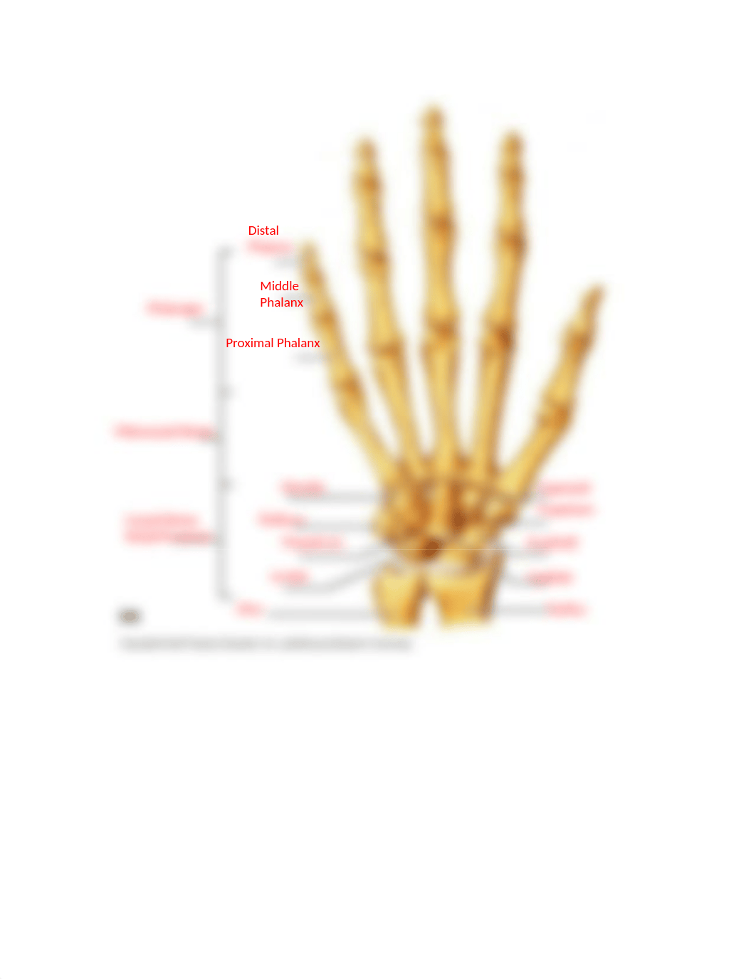 Appendicular Skeleton.docx_drbnaxg20b1_page2