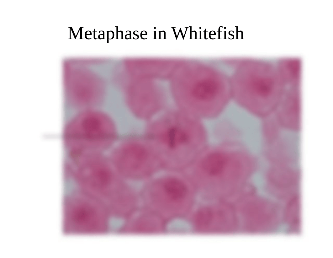 Mitosis Slides_drbsoi50nte_page2