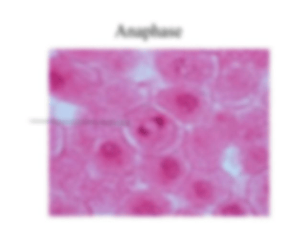 Mitosis Slides_drbsoi50nte_page3