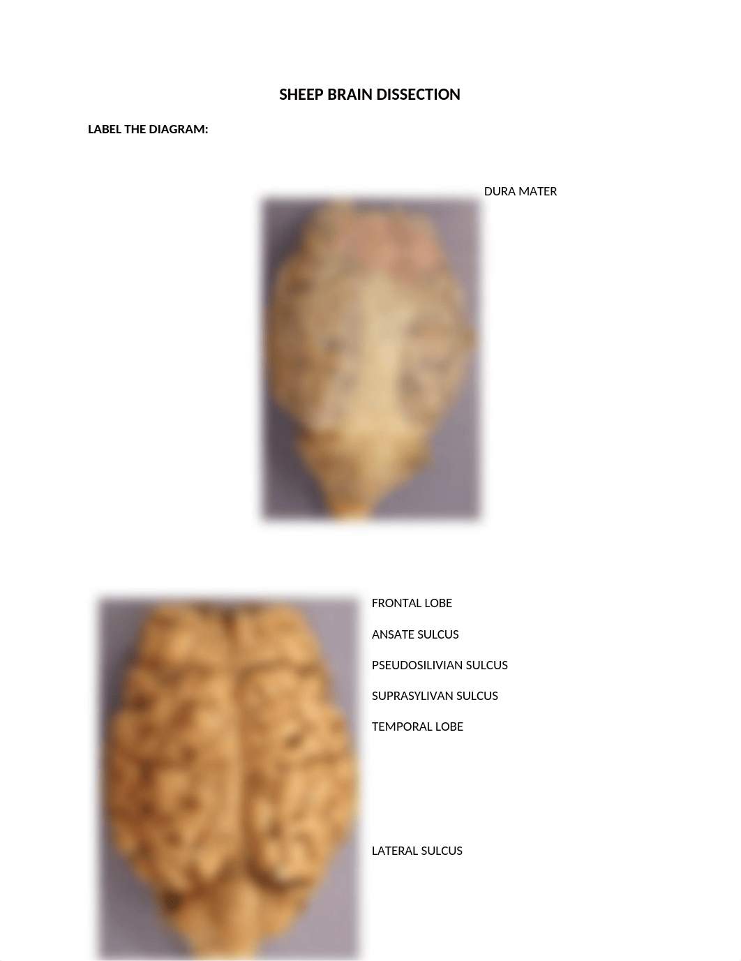 Sheep's brain Lab report (1).docx_drc4xnwfj15_page1