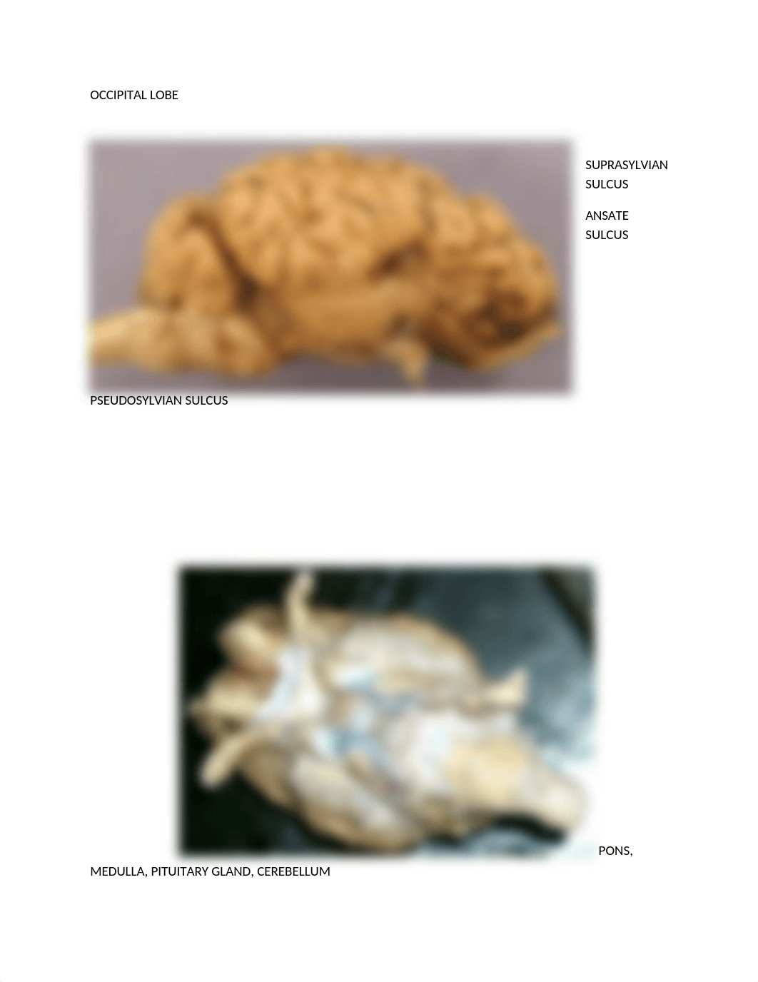 Sheep's brain Lab report (1).docx_drc4xnwfj15_page2