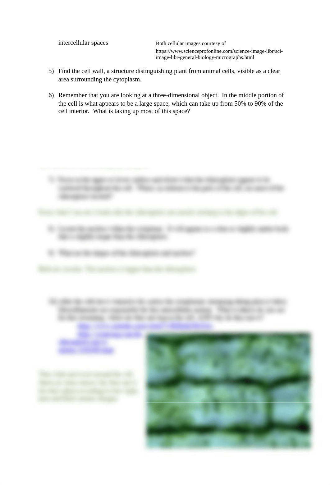 NEW Organelles.pdf_drcm1qq6tjy_page2